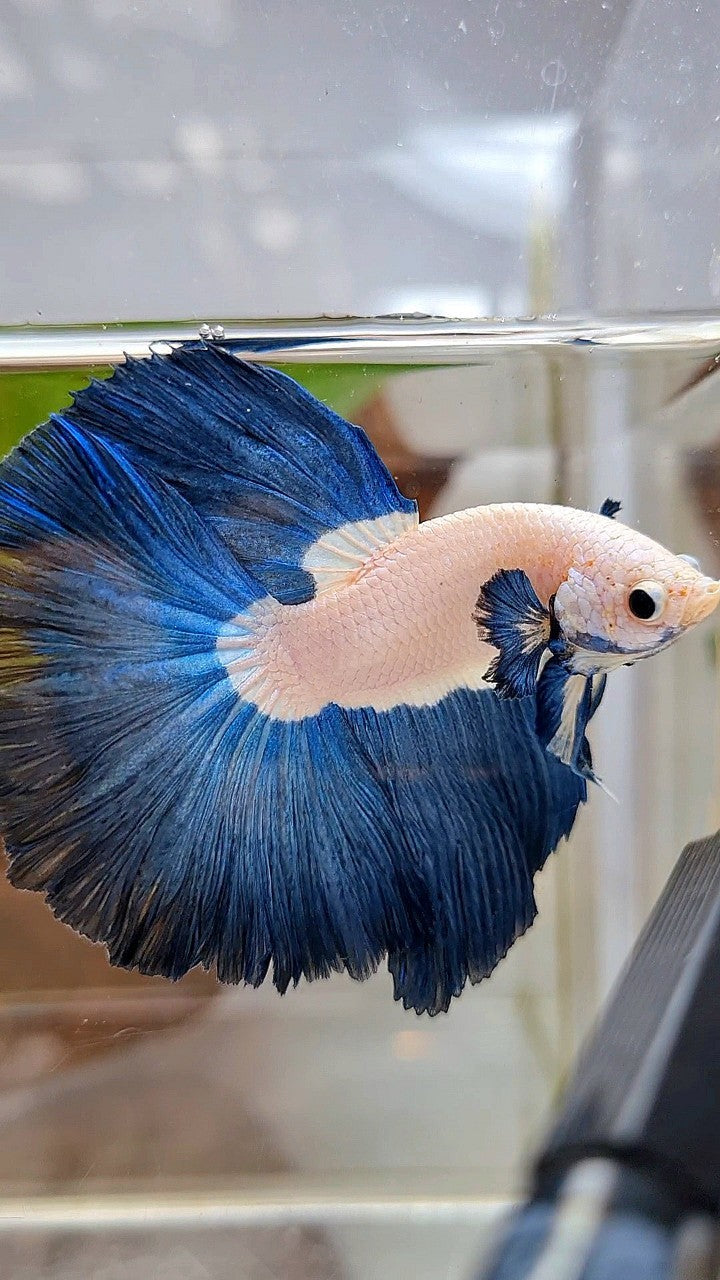LUXURY HALFMOON ROSETAIL SUPER BLUERIM BICOLOR BETTA FISH
