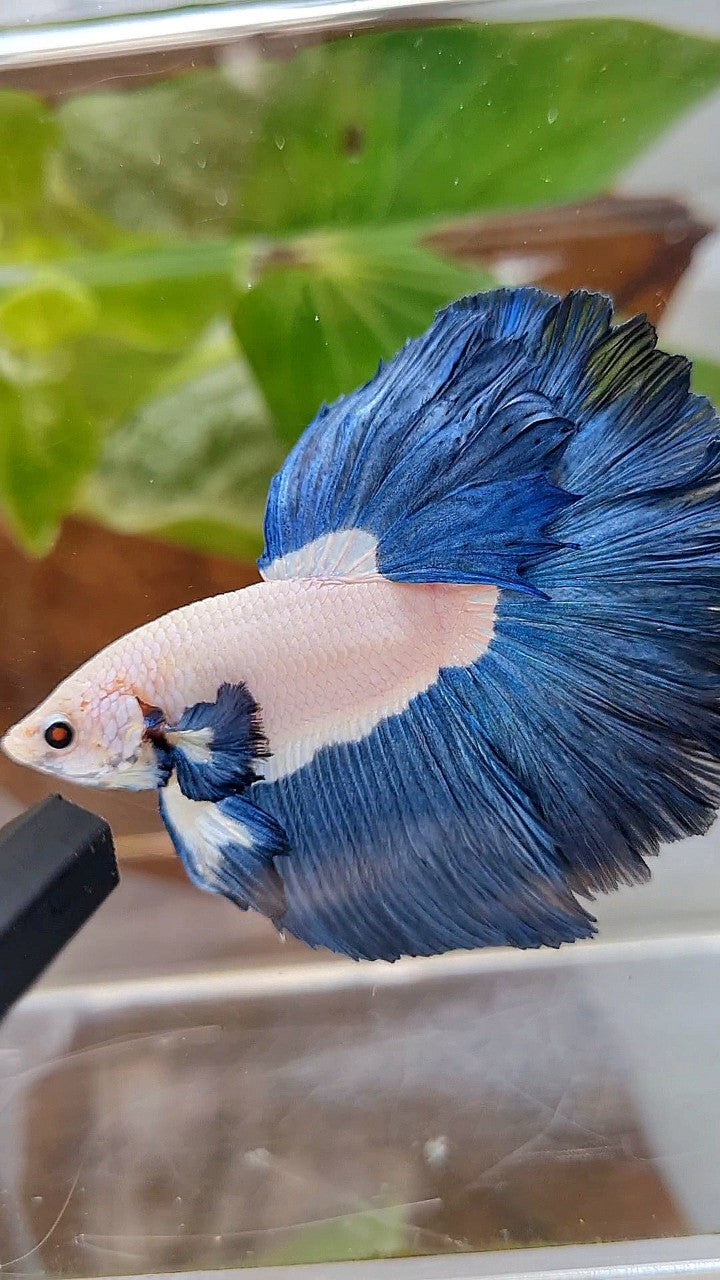 LUXURY HALFMOON ROSETAIL SUPER BLUERIM BICOLOR BETTA FISH