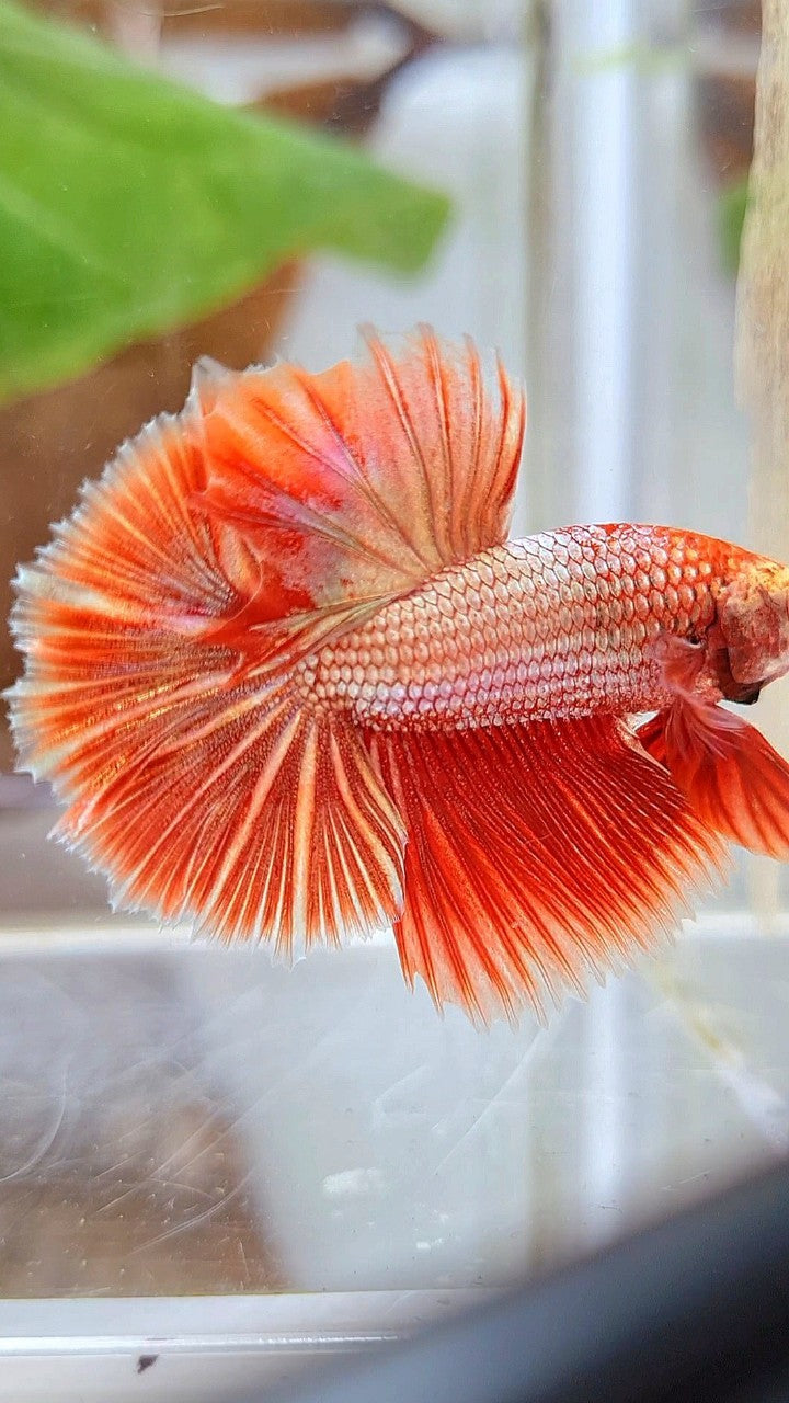 HALFMOON ROSETAIL SUPER ROSEGOLD BETTA FISH
