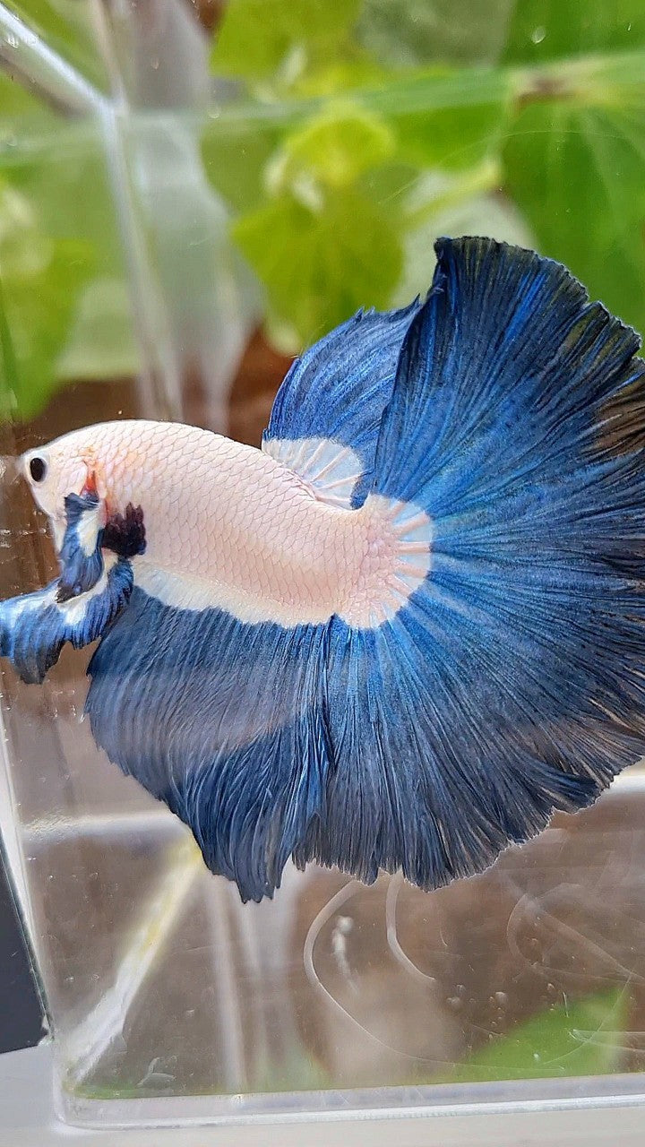 LUXURY HALFMOON ROSETAIL SUPER BLUERIM BICOLOR BETTA FISH