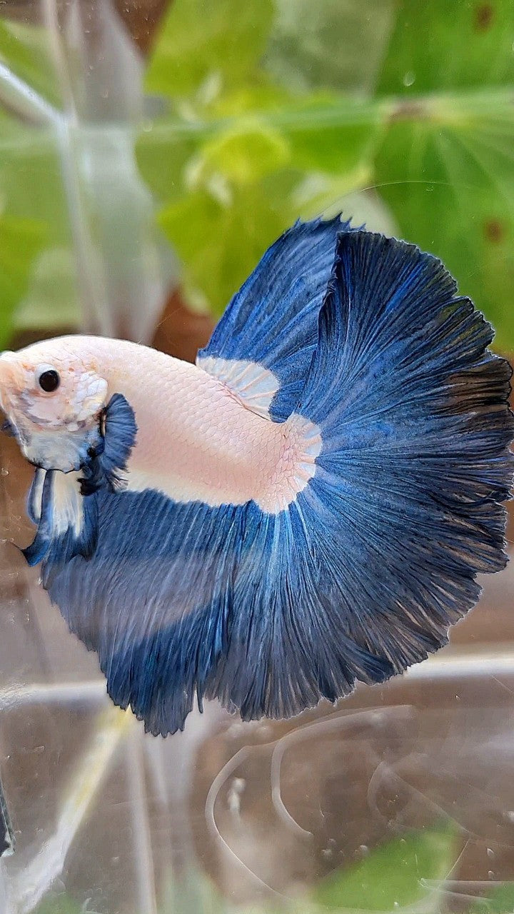 LUXURY HALFMOON ROSETAIL SUPER BLUERIM BICOLOR BETTA FISH