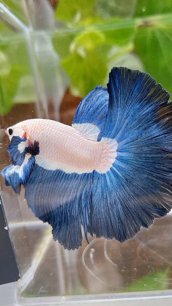 LUXURY HALFMOON ROSETAIL SUPER BLUERIM BICOLOR BETTA FISH