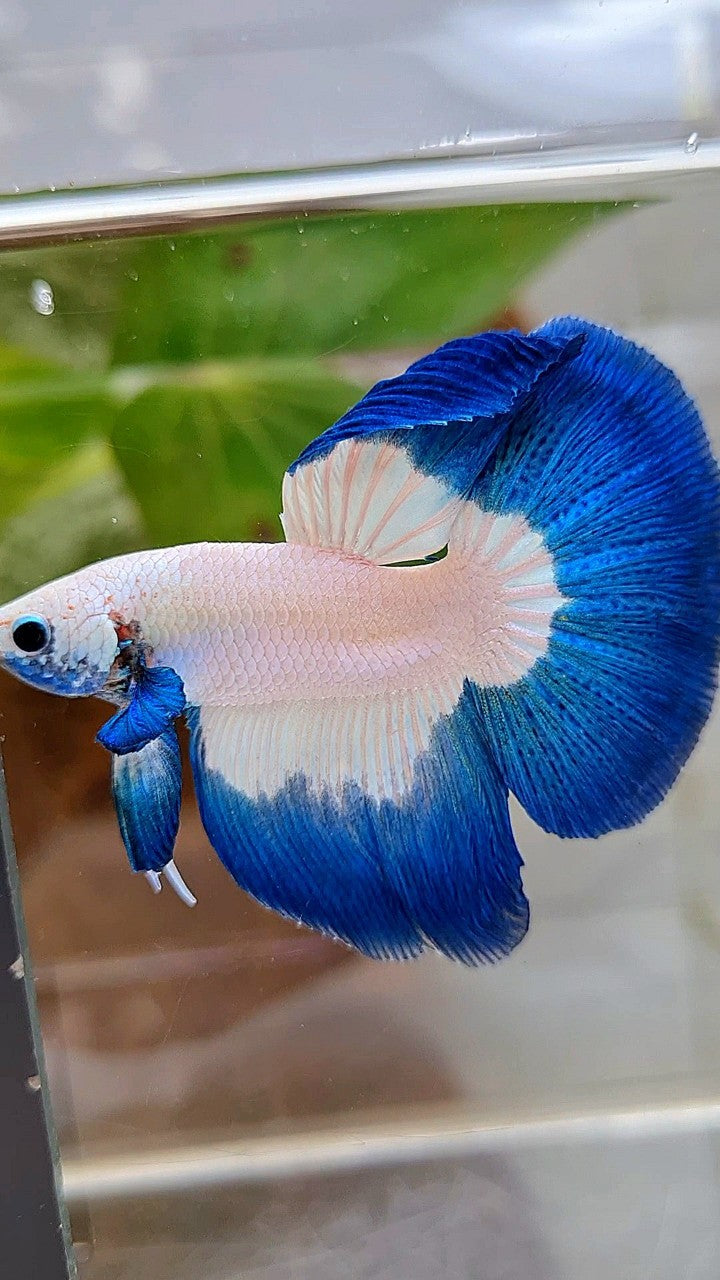 LUXURY HALFMOON ROSETAIL BLUE RIM BUTTERFLY BETTA FISH