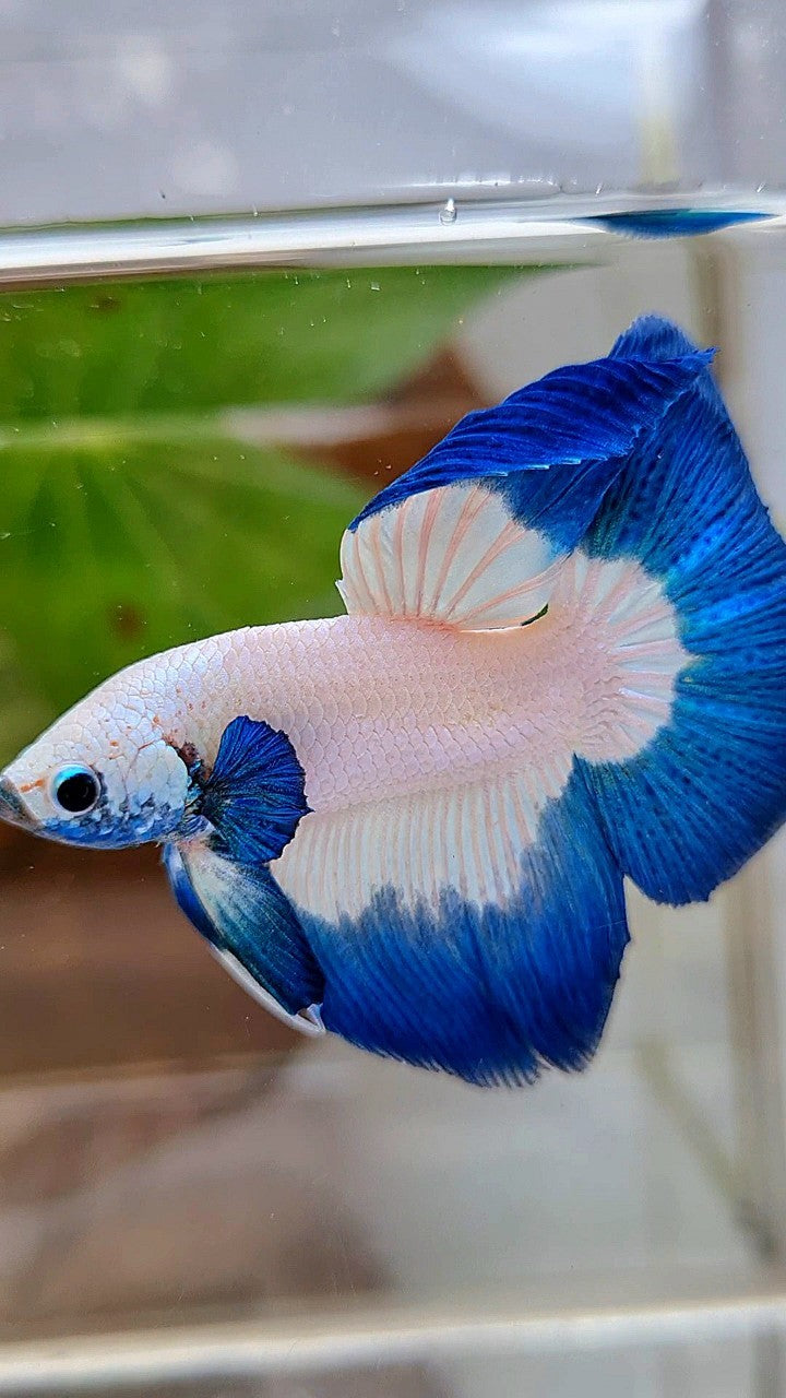 LUXURY HALFMOON ROSETAIL BLUE RIM BUTTERFLY BETTA FISH