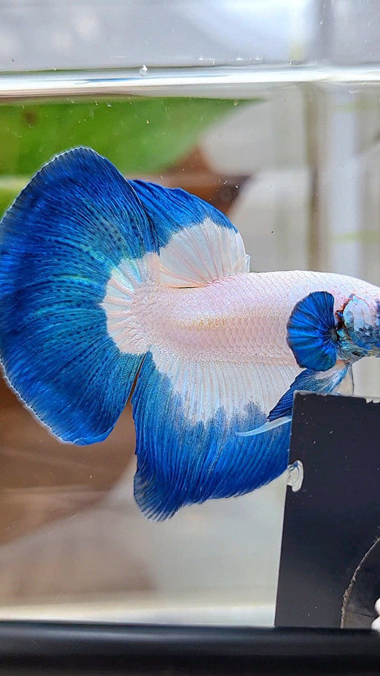 LUXURY HALFMOON ROSETAIL BLUE RIM BUTTERFLY BETTA FISH