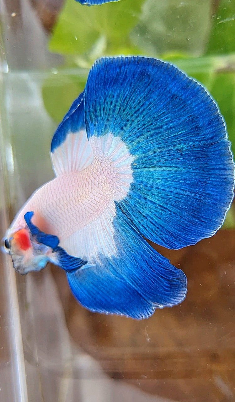 LUXURY HALFMOON ROSETAIL BLUE RIM BUTTERFLY BETTA FISH