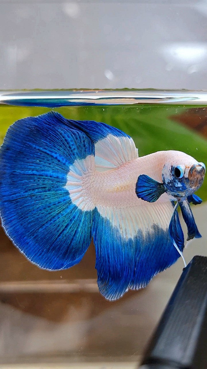 LUXURY HALFMOON ROSETAIL BLUE RIM BUTTERFLY BETTA FISH