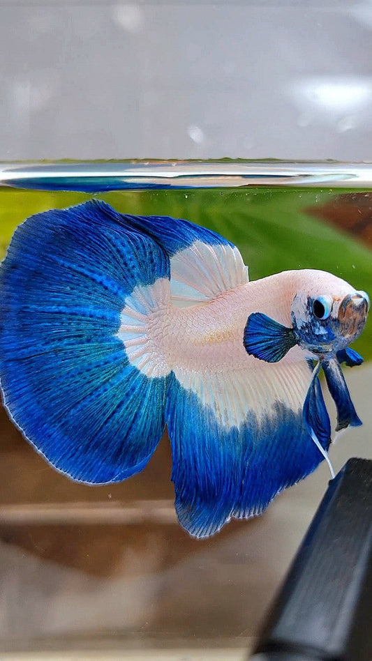 LUXURY HALFMOON ROSETAIL BLUE RIM BUTTERFLY BETTA FISH