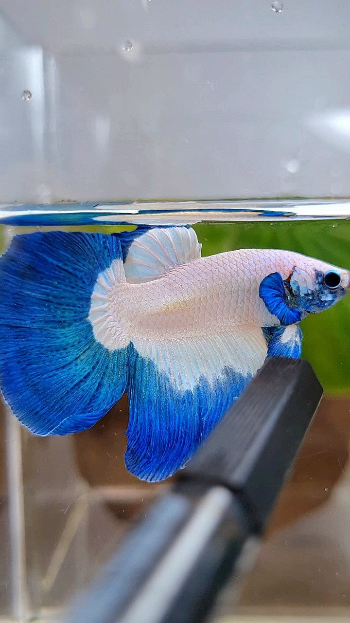 LUXURY HALFMOON ROSETAIL BLUE RIM BUTTERFLY BETTA FISH