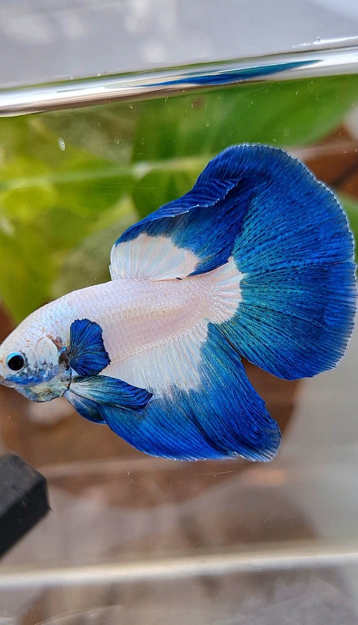 LUXURY HALFMOON ROSETAIL BLUE RIM BUTTERFLY BETTA FISH