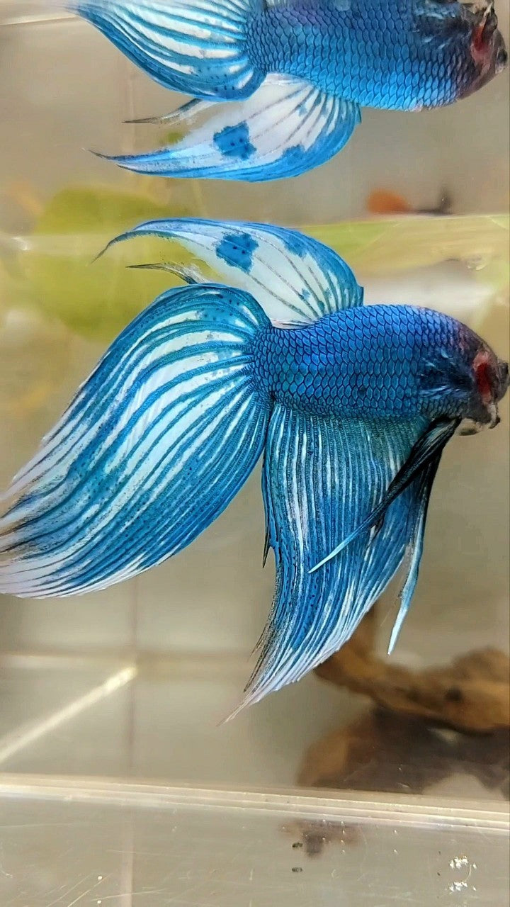 XL VEILTAIL BLUE GREEN PATTERN UNIQUE BETTA FISH