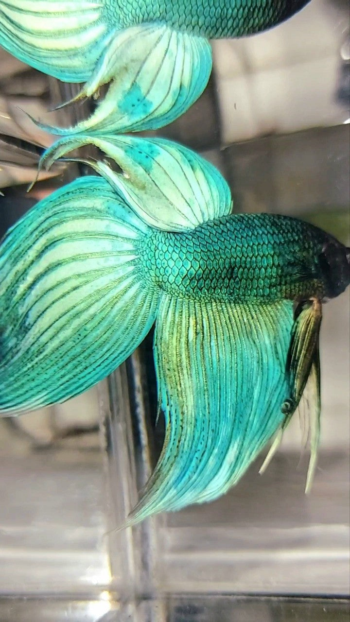 XL VEILTAIL BLUE GREEN PATTERN UNIQUE BETTA FISH