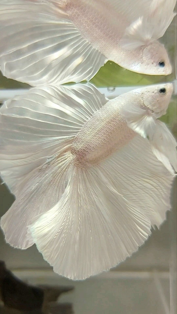 XL HALFMOON OVERTAIL DOUBLE TAIL WHITE PLATINUM BETTA FISH