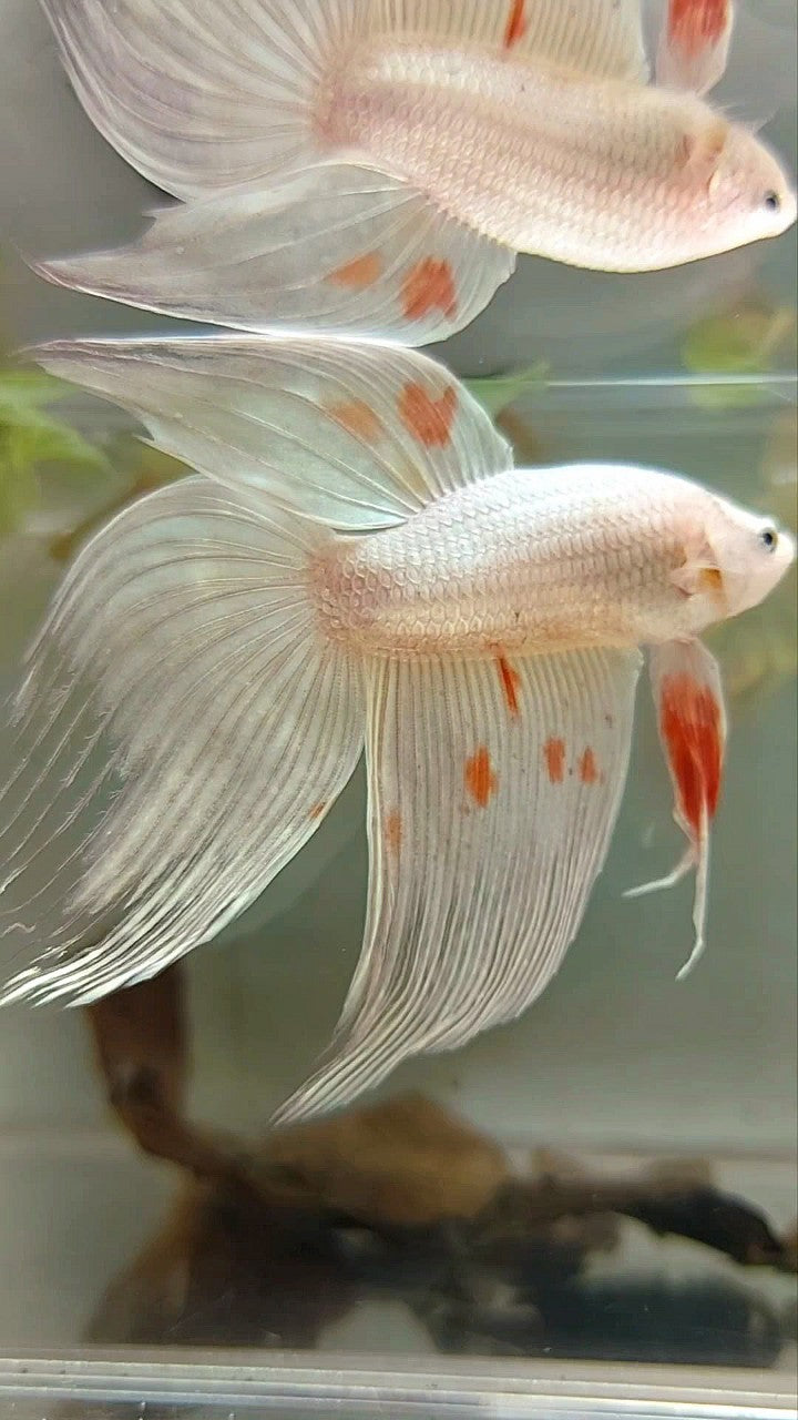 XL VEILTAIL ARMAGEDDON WHITE PLATINUM RARE BETTA FISH