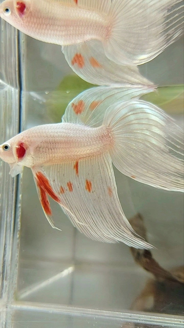 XL VEILTAIL ARMAGEDDON WHITE PLATINUM RARE BETTA FISH