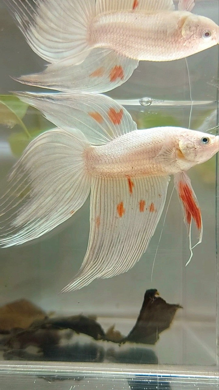 XL VEILTAIL ARMAGEDDON WHITE PLATINUM RARE BETTA FISH