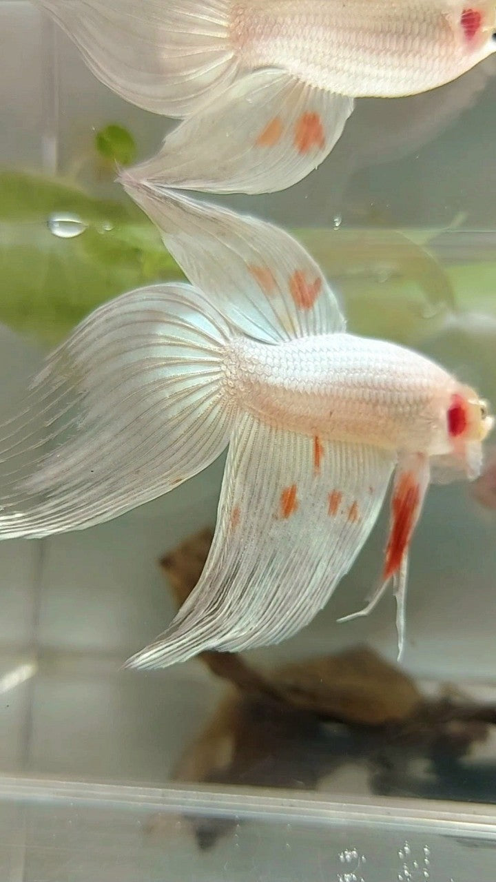 XL VEILTAIL ARMAGEDDON WHITE PLATINUM RARE BETTA FISH