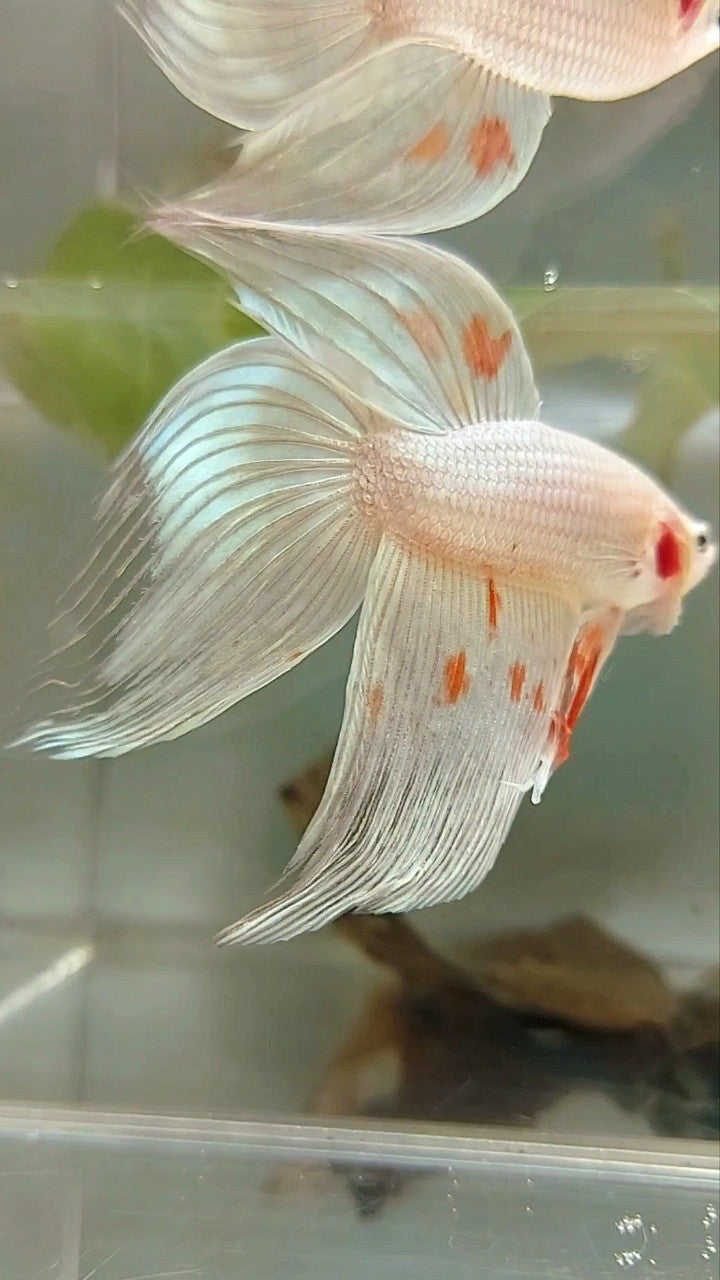 XL VEILTAIL ARMAGEDDON WHITE PLATINUM RARE BETTA FISH