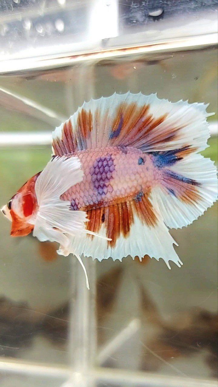 PLAKAT DUMBO EAR DOUBLE TAIL ORANGE PURPLE CANDY MULTICOLOR BETTA FISH