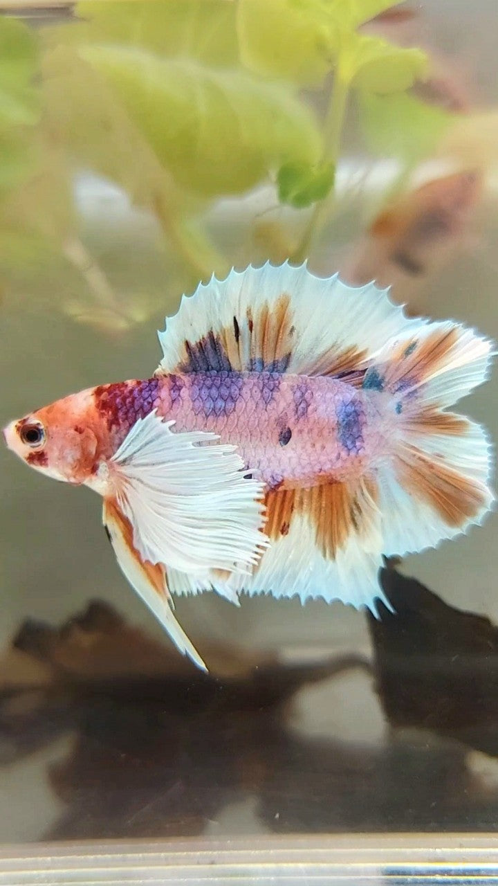 PLAKAT SUPER DUMBO EAR DOUBLE TAIL ORANGE PURPLE CANDY MULTICOLOR BETTA FISH