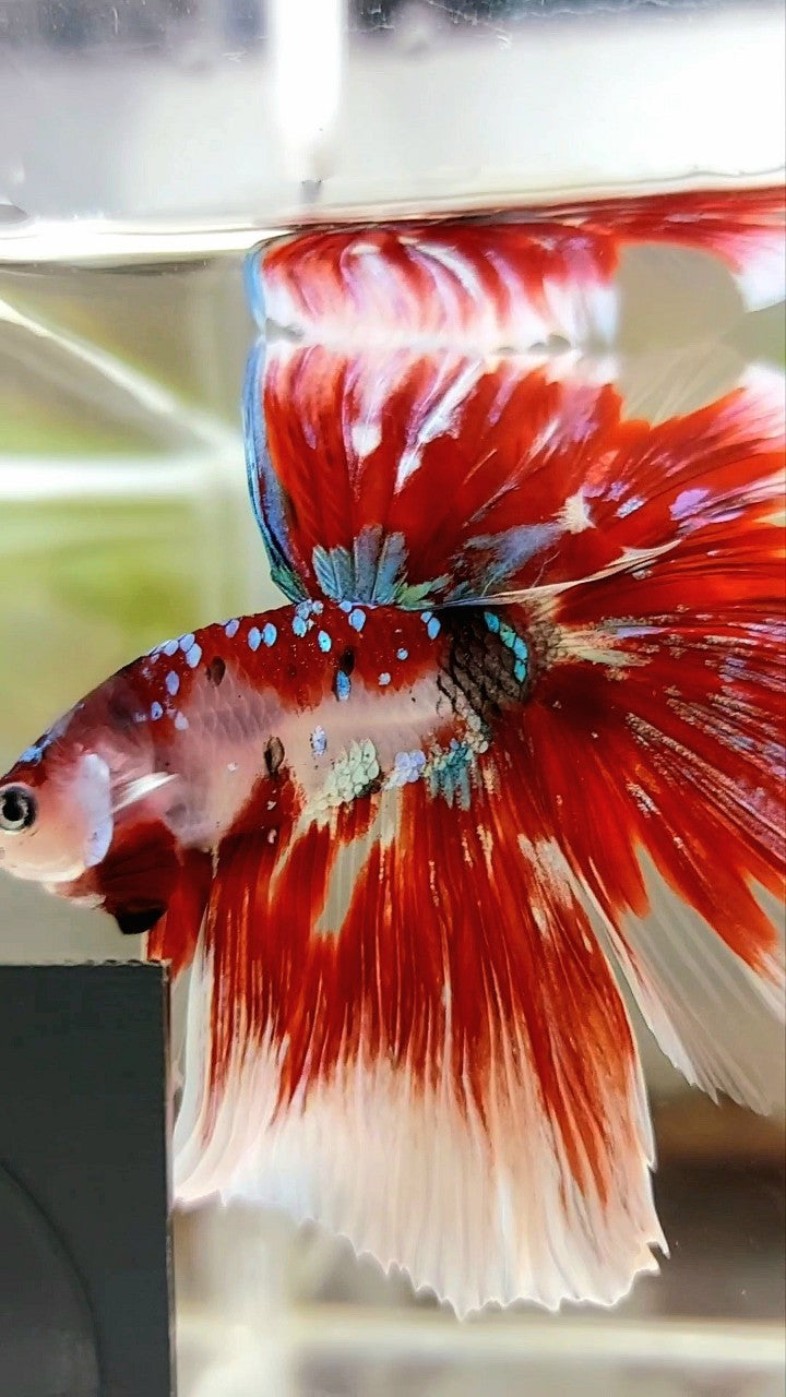 XL HALFMOON OVERTAIL ROSETAIL RED GUARDIAN GALAXY BARONGSAI BETTA FISH
