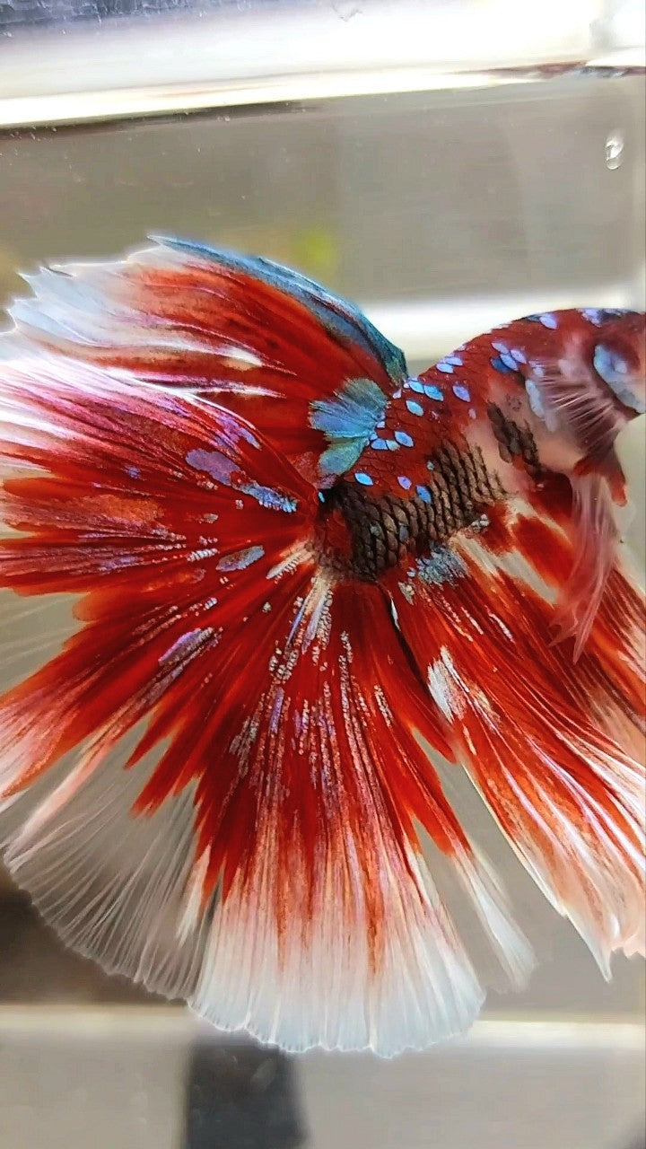 XL HALFMOON OVERTAIL ROSETAIL RED GUARDIAN GALAXY BARONGSAI BETTA FISH