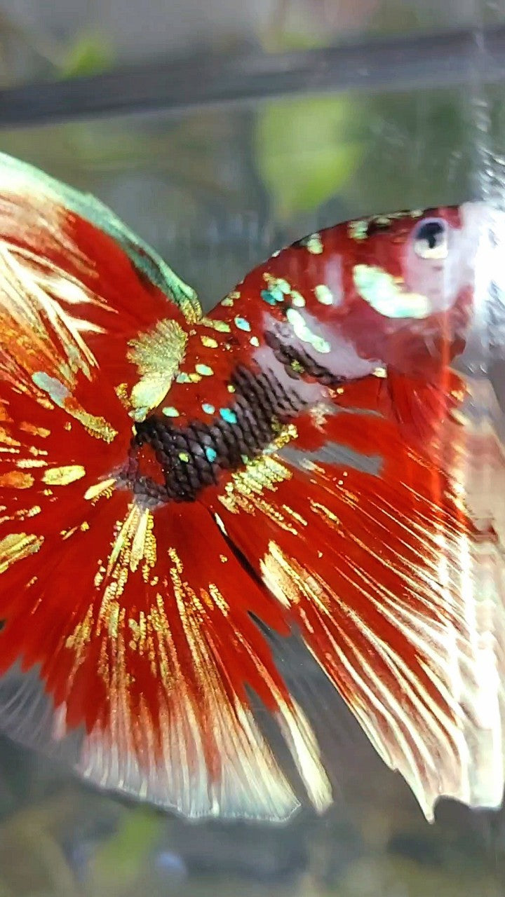 XL HALFMOON OVERTAIL ROSETAIL RED GUARDIAN GALAXY BARONGSAI BETTA FISH