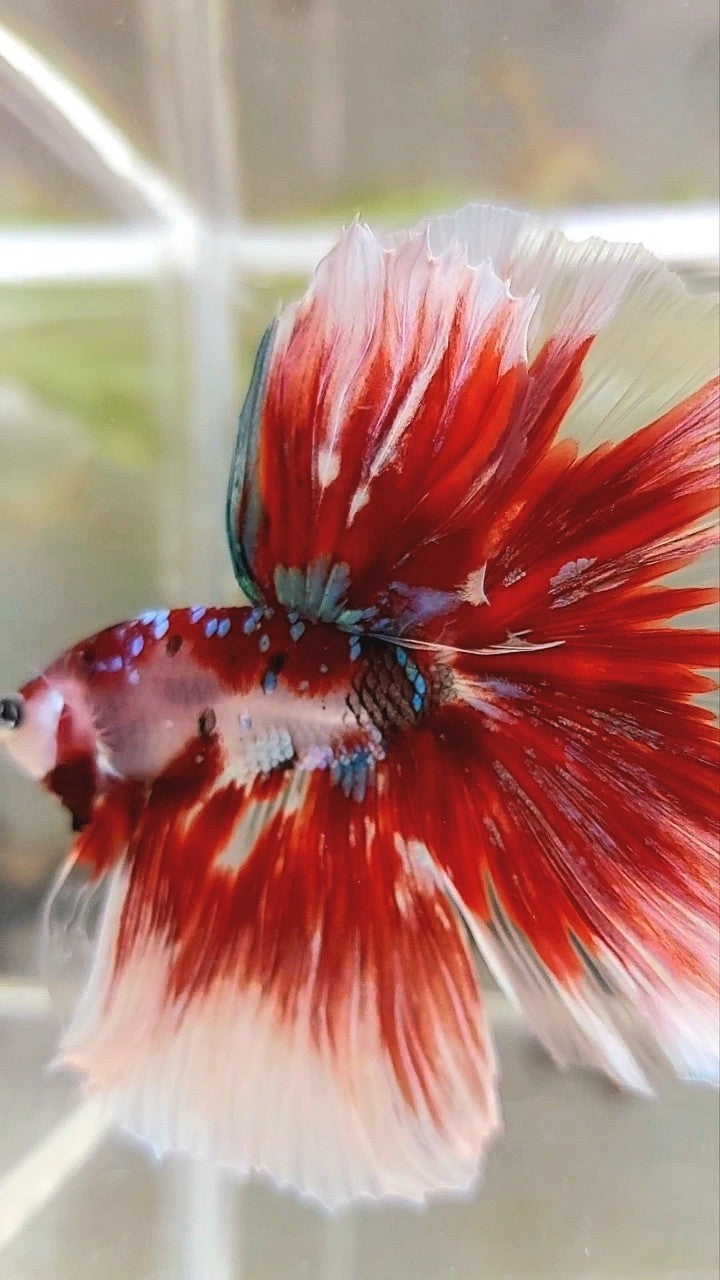 XL HALFMOON OVERTAIL ROSETAIL RED GUARDIAN GALAXY BARONGSAI BETTA FISH