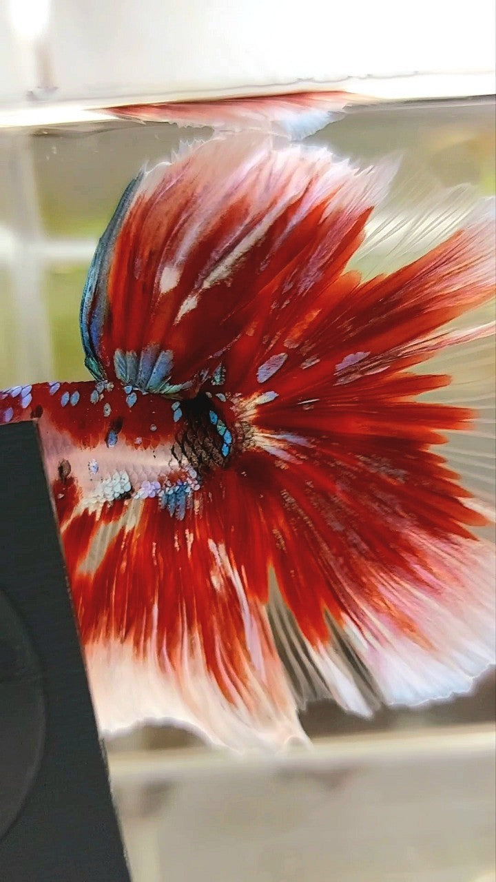 XL HALFMOON OVERTAIL ROSETAIL RED GUARDIAN GALAXY BARONGSAI BETTA FISH