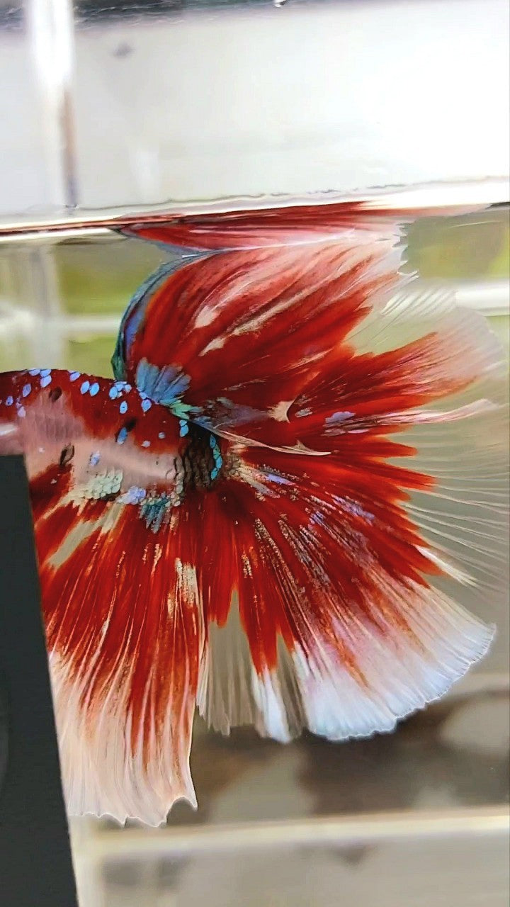 XL HALFMOON OVERTAIL ROSETAIL RED GUARDIAN GALAXY BARONGSAI BETTA FISH
