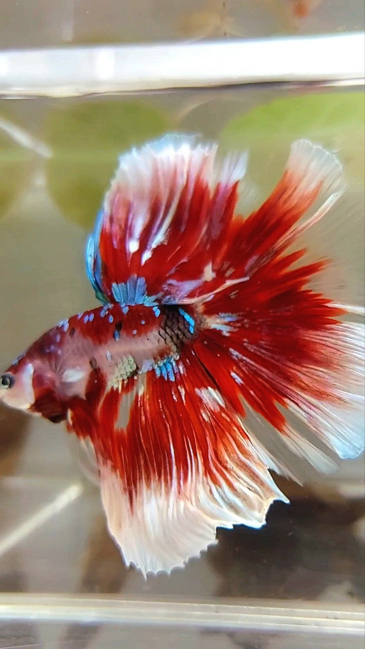 XL HALFMOON OVERTAIL ROSETAIL RED GUARDIAN GALAXY BARONGSAI BETTA FISH