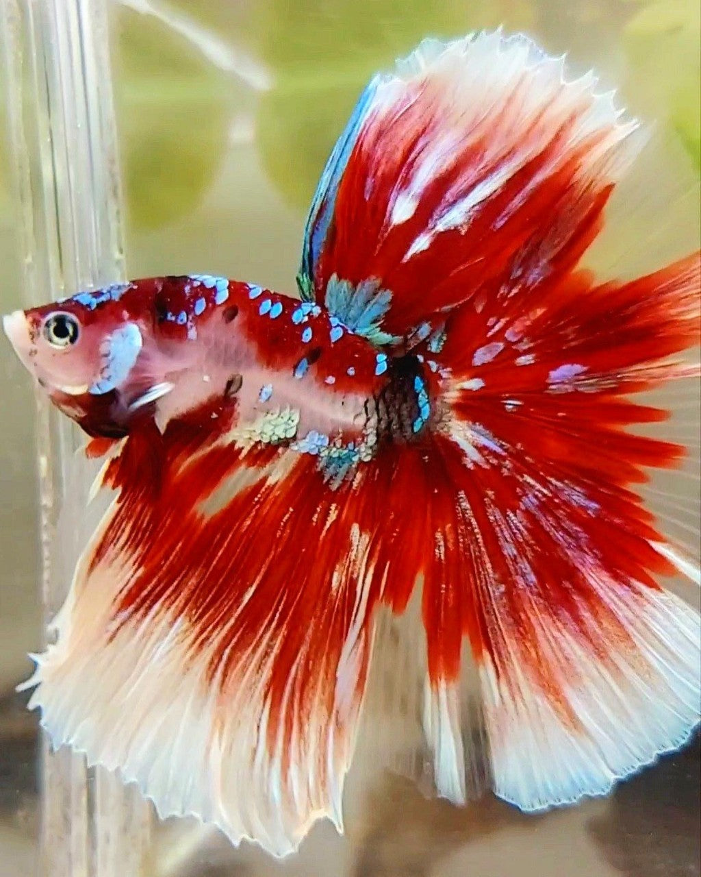 XL HALFMOON OVERTAIL ROSETAIL RED GUARDIAN GALAXY BARONGSAI BETTA FISH