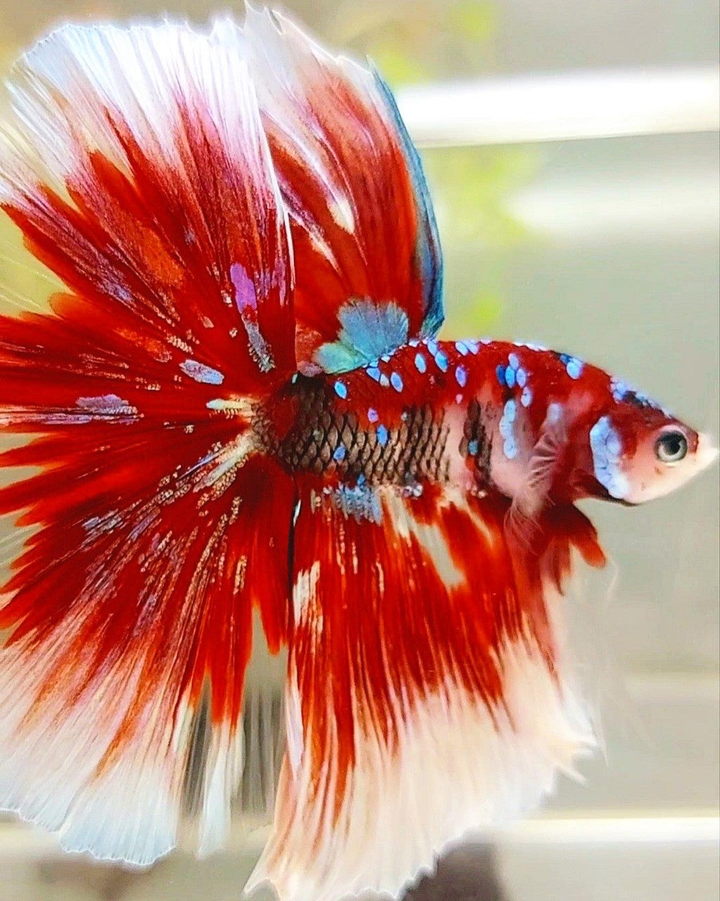 XL HALFMOON OVERTAIL ROSETAIL RED GUARDIAN GALAXY BARONGSAI BETTA FISH