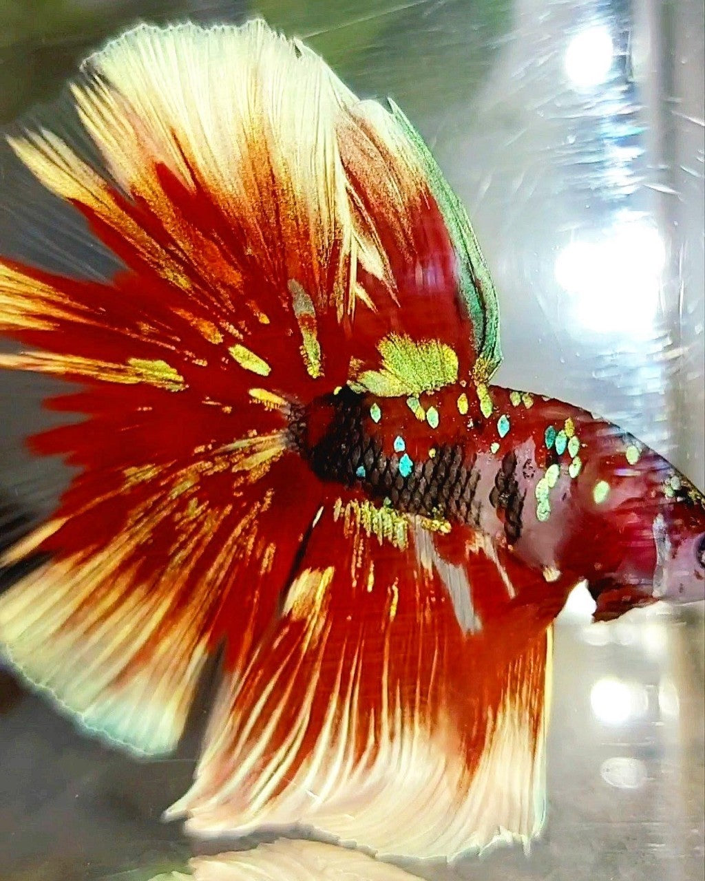 XL HALFMOON OVERTAIL ROSETAIL RED GUARDIAN GALAXY BARONGSAI BETTA FISH
