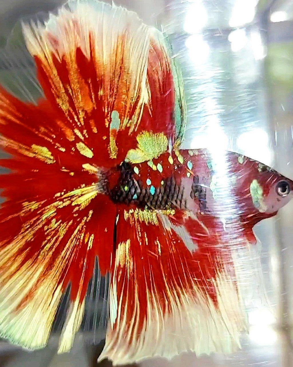 XL HALFMOON OVERTAIL ROSETAIL RED GUARDIAN GALAXY BARONGSAI BETTA FISH