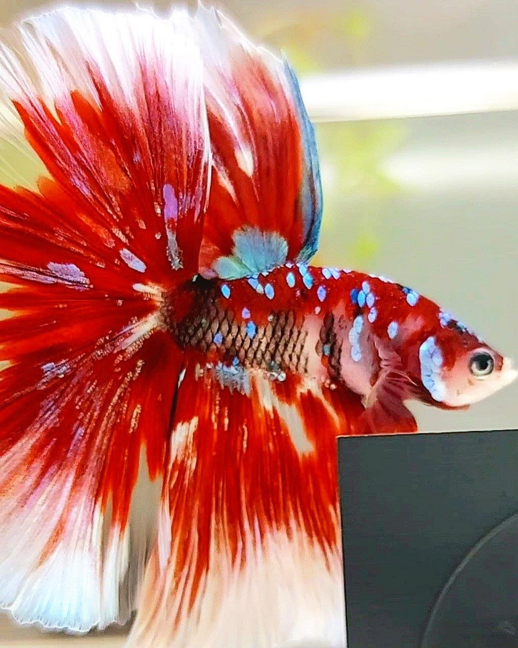 XL HALFMOON OVERTAIL ROSETAIL RED GUARDIAN GALAXY BARONGSAI BETTA FISH