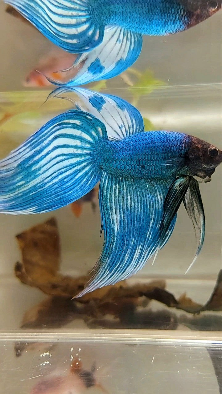 XL VEILTAIL BLUE GREEN PATTERN UNIQUE BETTA FISH