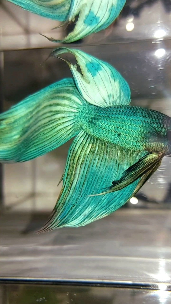 XL VEILTAIL BLUE GREEN PATTERN UNIQUE BETTA FISH