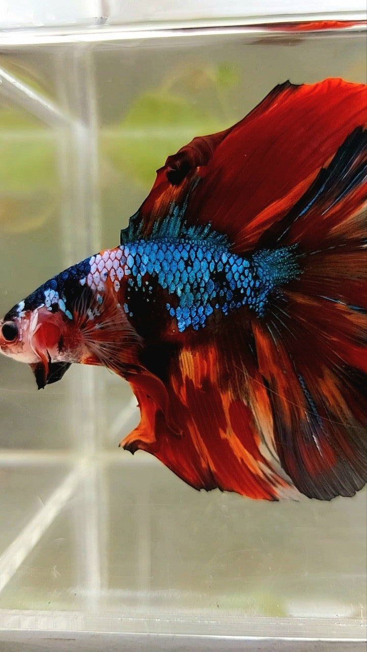 XXL HALFMOON DOUBLE TAIL ROSETAIL BLIE FIRE MULTICOLOR BETTA FISH