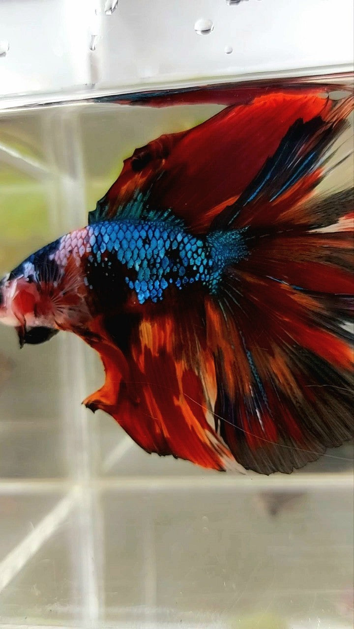 XXL HALFMOON DOUBLE TAIL ROSETAIL BLIE FIRE MULTICOLOR BETTA FISH