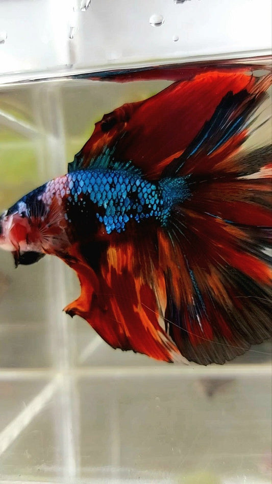 XXL HALFMOON DOUBLE TAIL ROSETAIL BLIE FIRE MULTICOLOR BETTA FISH