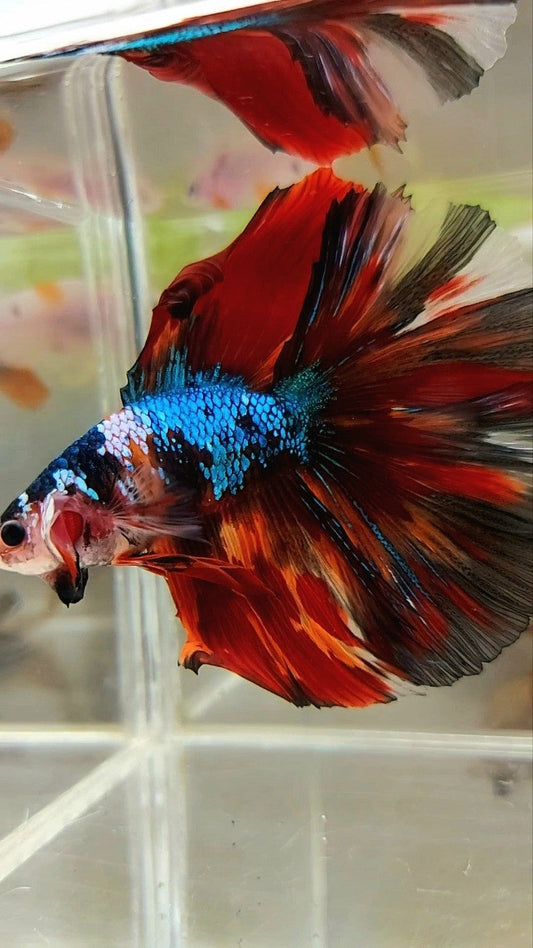 XXL HALFMOON DOUBLE TAIL ROSETAIL BLIE FIRE MULTICOLOR BETTA FISH