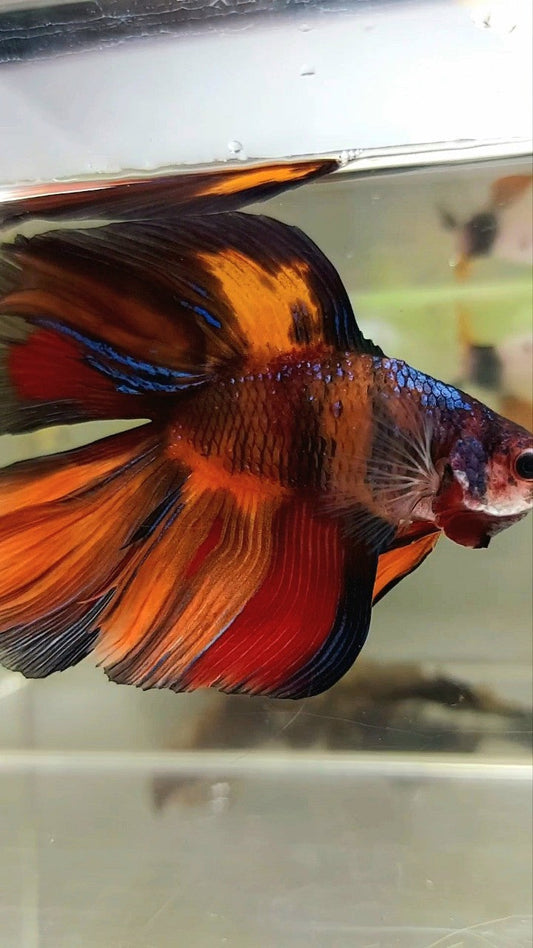 XXL HALFMOON DOUBLE TAIL BLACK NEMO MULTICOLOR BETTA FISH