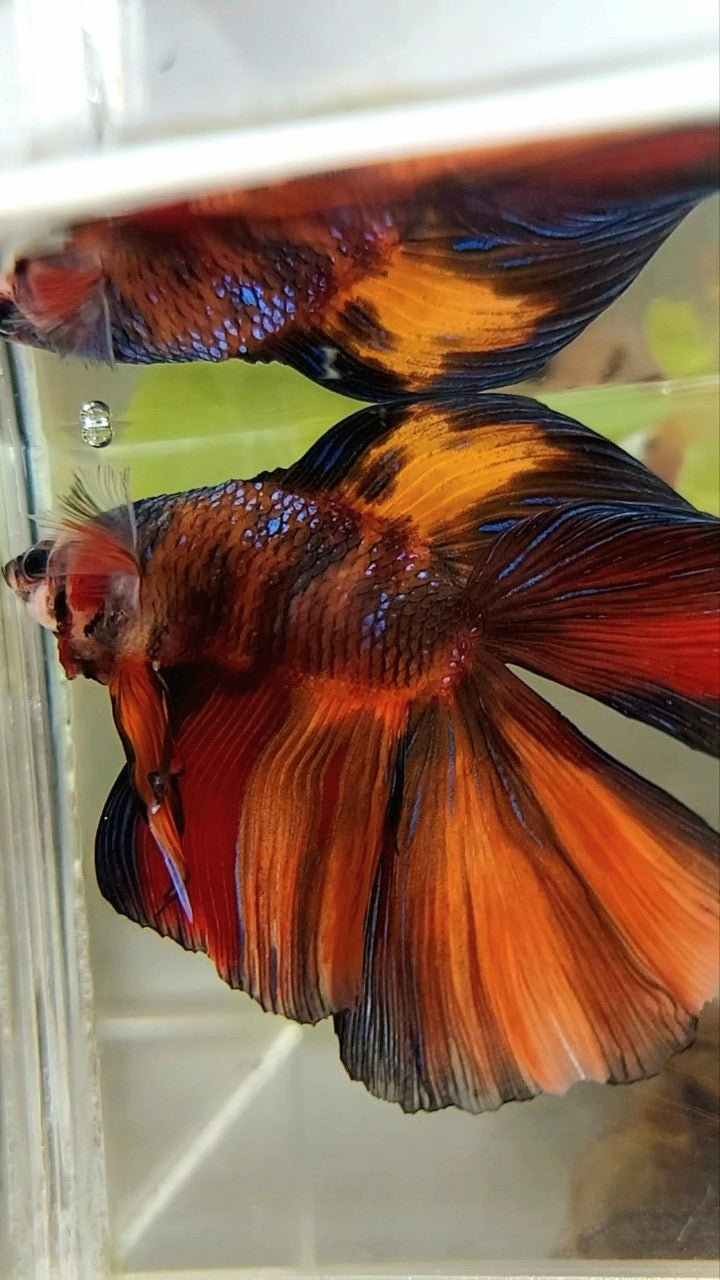 XXL HALFMOON DOUBLE TAIL BLACK NEMO MULTICOLOR BETTA FISH