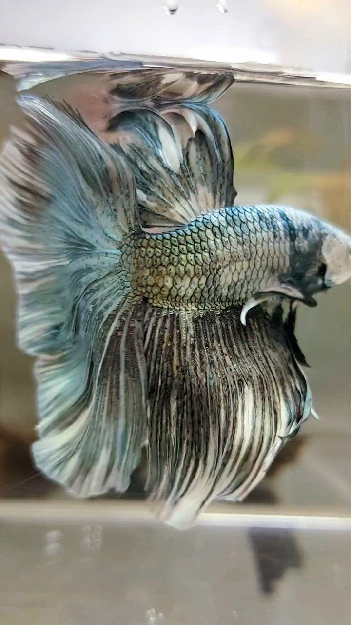 XL HALFMOON COPPER WHITE PATTERN BETTA FISH