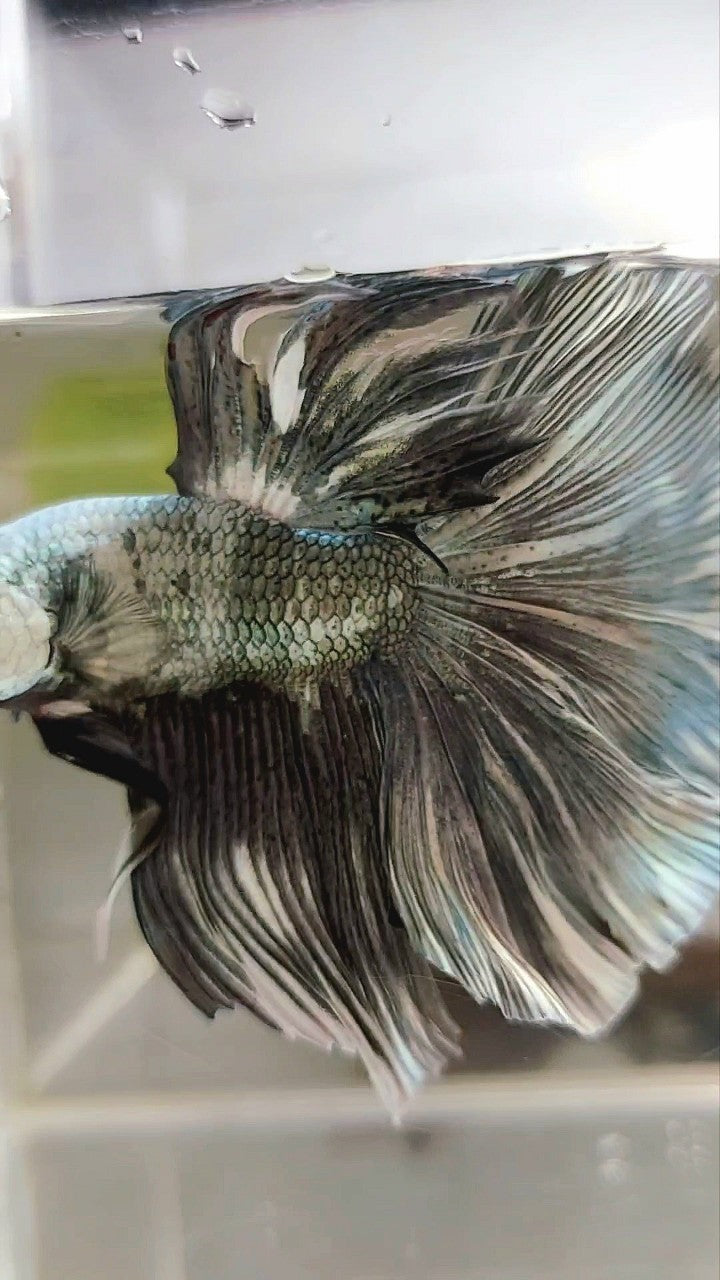 XL HALFMOON COPPER WHITE PATTERN BETTA FISH