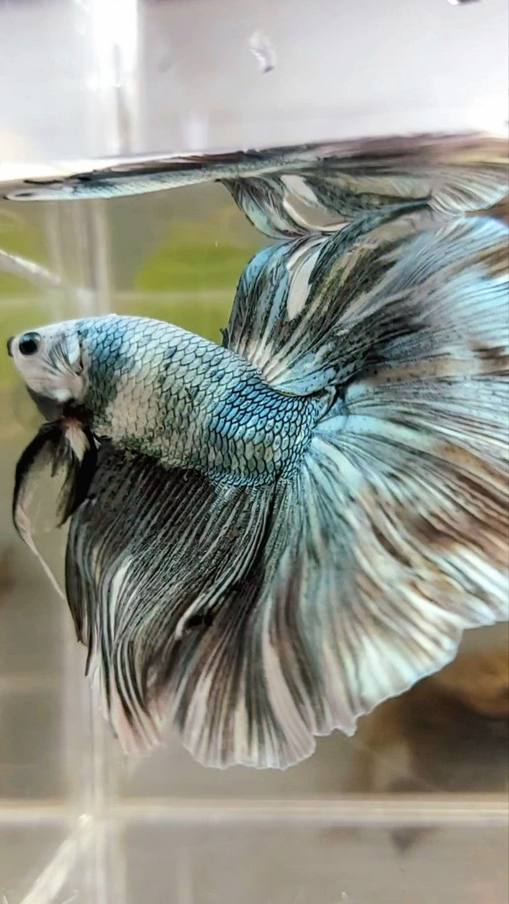 XL HALFMOON COPPER WHITE PATTERN BETTA FISH