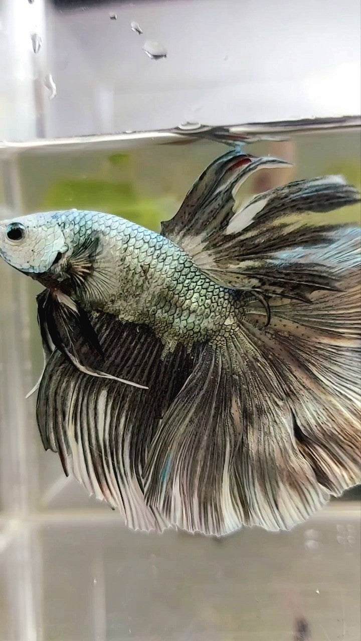 XL HALFMOON COPPER WHITE PATTERN BETTA FISH