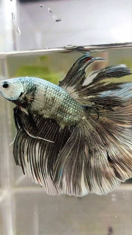 XL HALFMOON COPPER WHITE PATTERN BETTA FISH