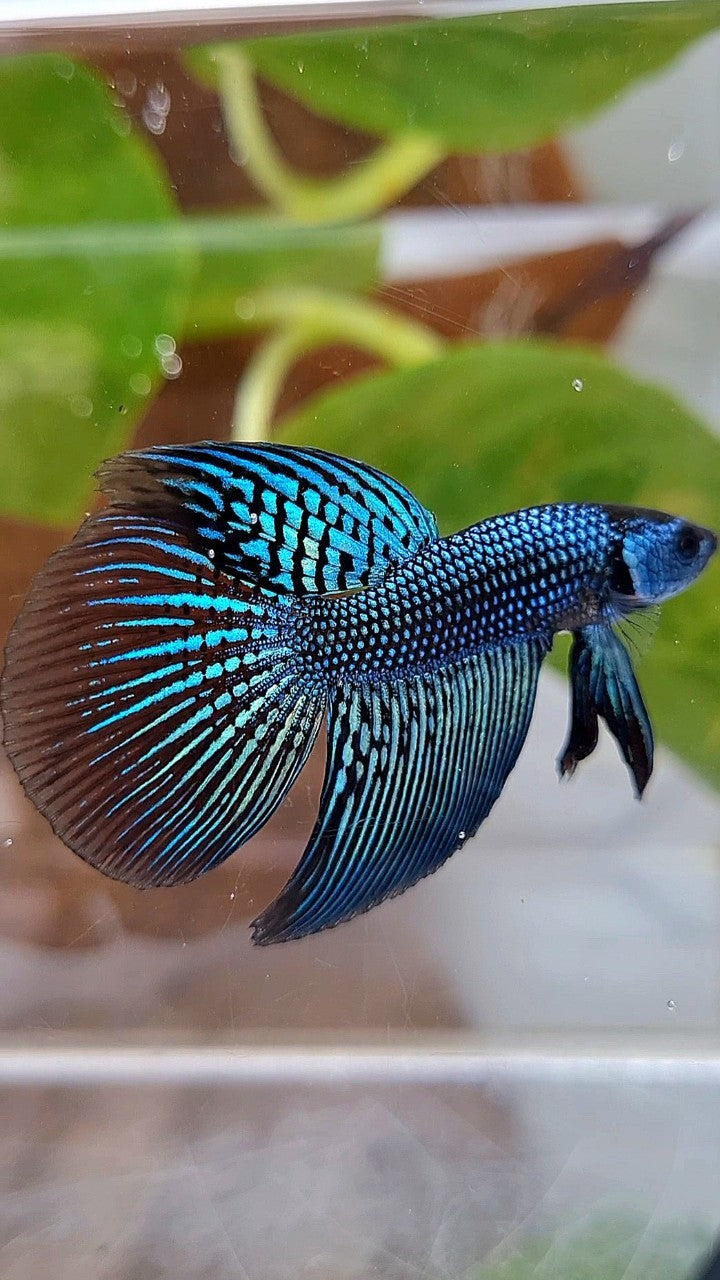 LONGFIN ALIEN GREEN HYBRID WILD BETTA FISH